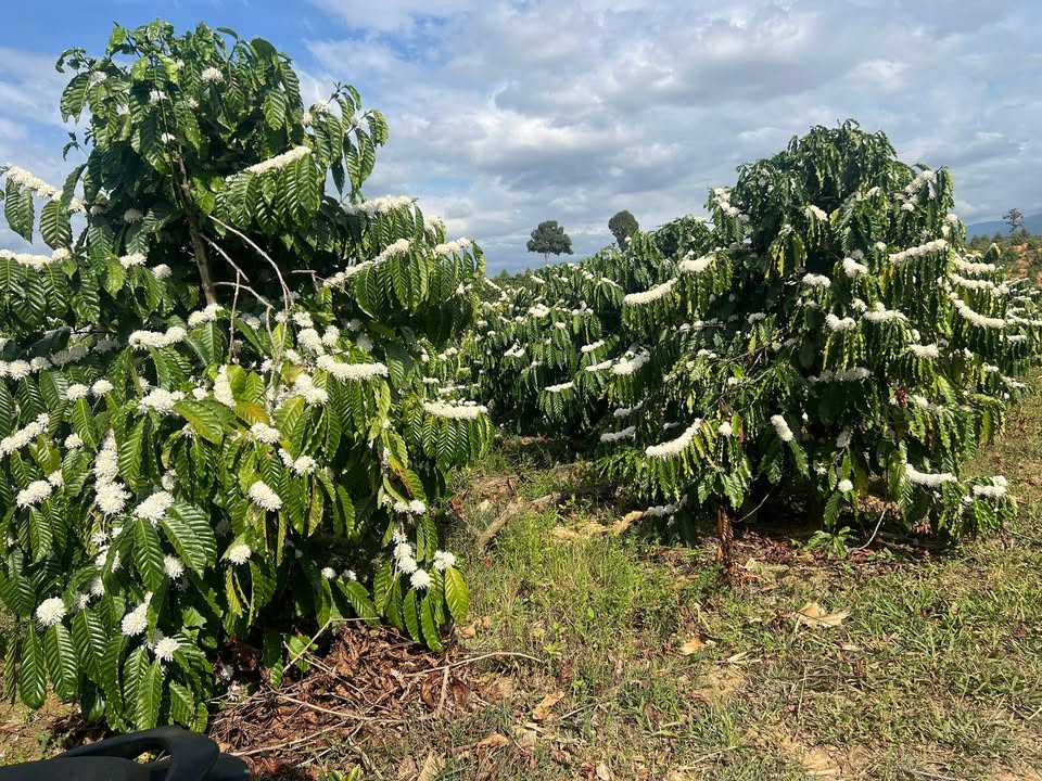 Đất nền 1.1 ha Xã Rô Men, Đam Rông, Lâm Đồng - Tiềm năng tăng giá vượt trội!