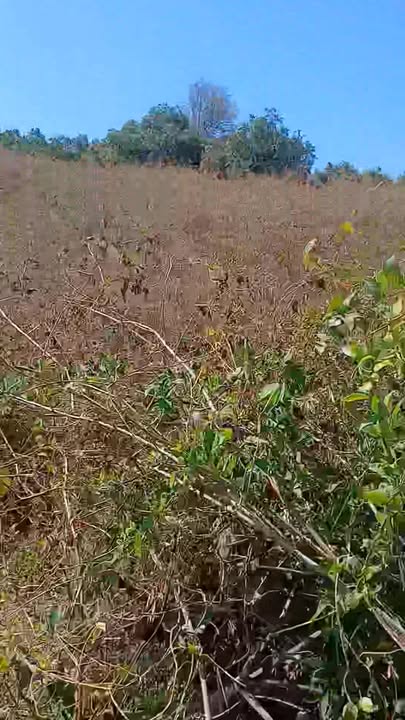 Bán Gấp Đất Vườn Ia Dom, Đức Cơ, Gia Lai - 20.000m² Giá 1.4 Tỷ