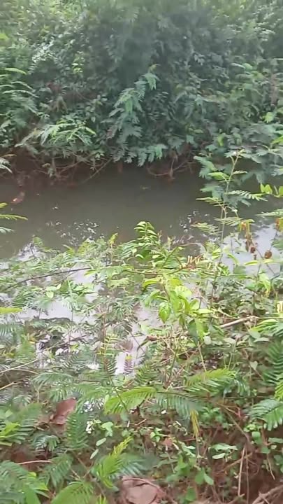 Đất nền Xã Phủ Nghĩa, Bình Giang 20000m² - Tiềm năng tăng giá!