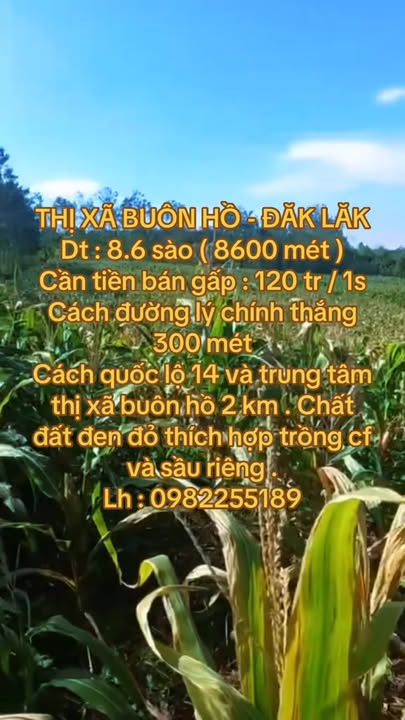 Bán Gấp Đất Vàng Buôn Hồ 8600m² - Giá Tốt Đầu Tư CF, Sầu Riêng