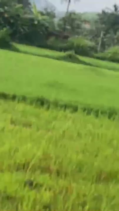 Bán Đất Nền 1700m² Phù Cát, Bình Định - Giá 1.5 Tỷ, Sẵn Sổ Đỏ