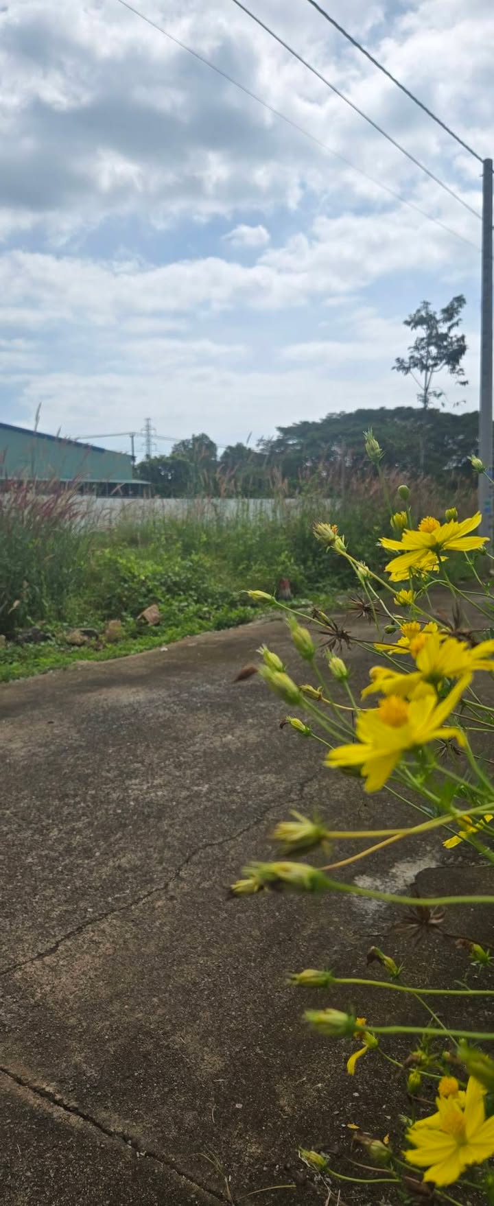 Đất nền Đất Đỏ 160m² giá 1 tỷ - Sổ đỏ chính chủ!