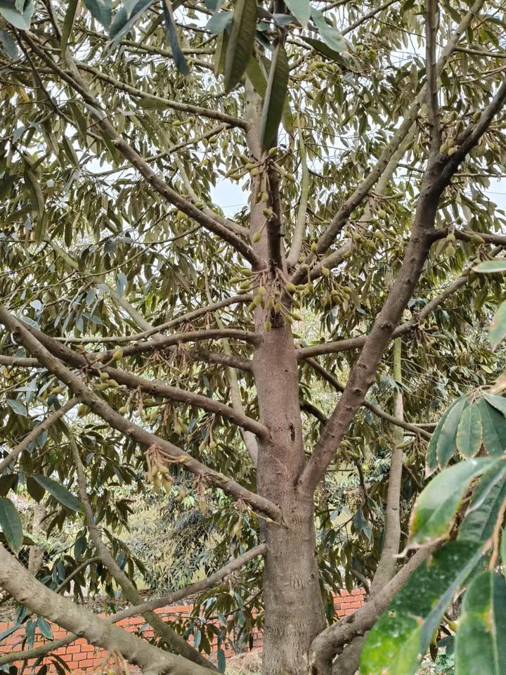 Đất Vườn Sầu Riêng Mỹ Lợi A 2000m² - Nghỉ Dưỡng Lý Tưởng!