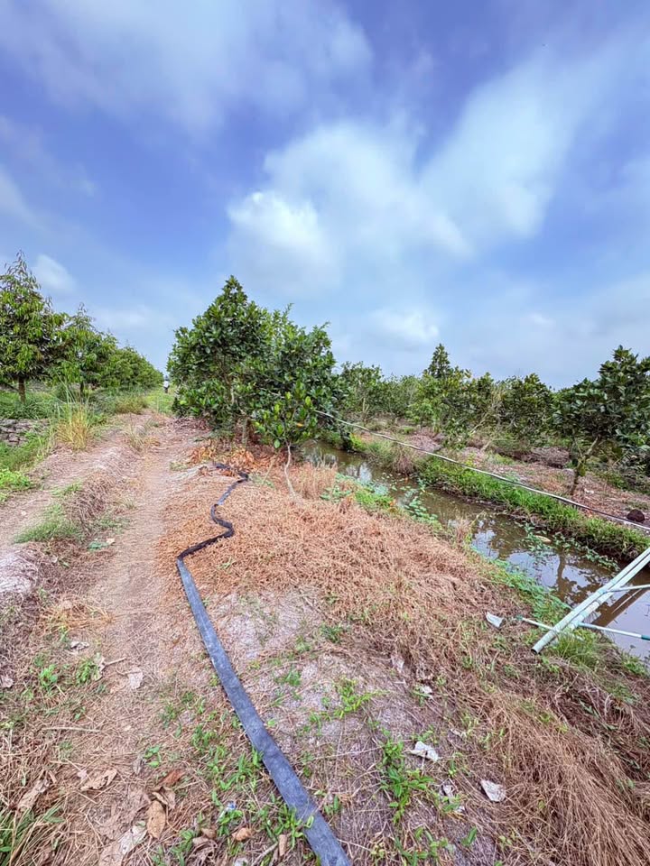 Đất vườn Mỹ Trung Cái Bè 4500m² - Sinh thái xanh, đầu tư dài hạn!