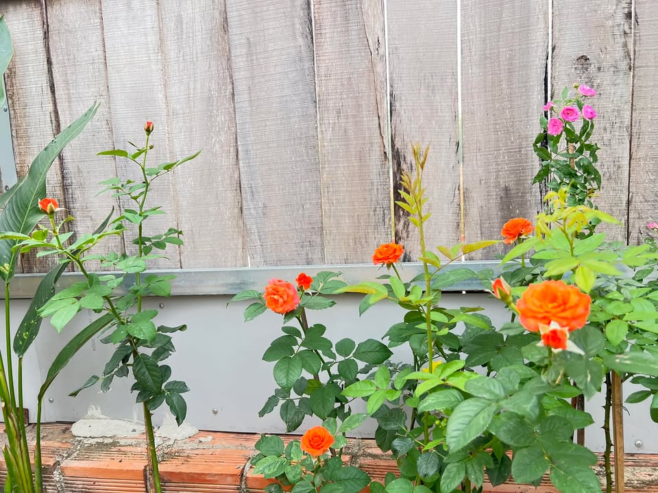 Đất nền Thạnh Đức Gò Dầu 200m² giá 299 triệu - Sổ đỏ chính chủ!