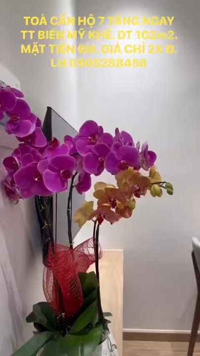 Bán Tòa Căn Hộ Khuê Mỹ Đông 102m² - Dòng Tiền 150 Triệu/Tháng!