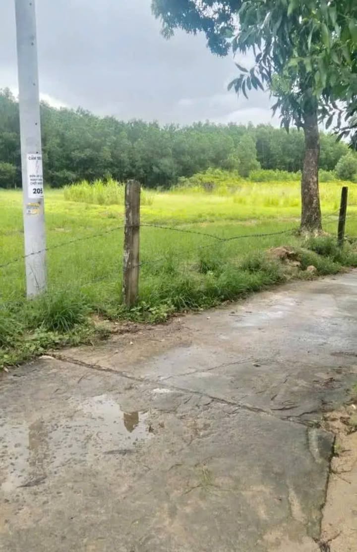 Đất Vườn Tuy Phước 1600m² - Sổ Đỏ Chính Chủ