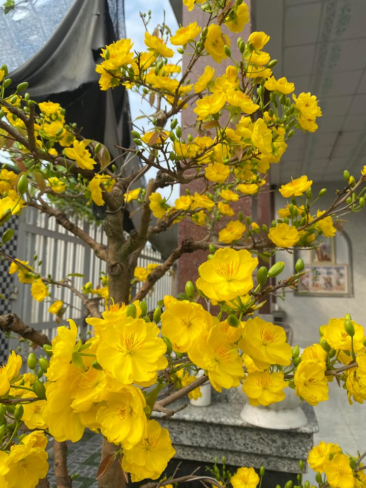 Cho Thuê Nhà 2PN Phường 10 Mỹ Tho - Sẵn Sàng Vào Ở Ngay