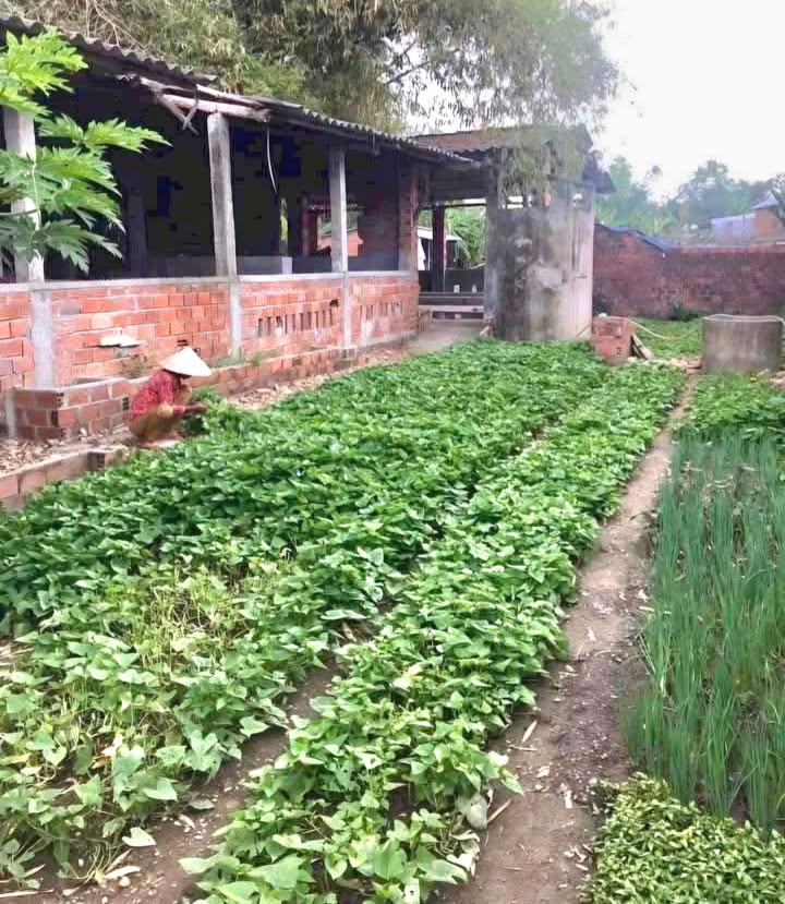 Lô đất Thôn Tân Hội, Tuy Phước 312m² - Sổ đỏ chính chủ!