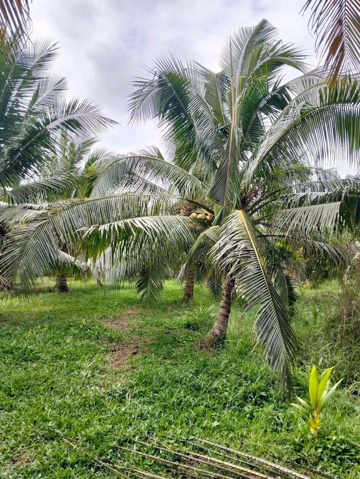 Đất vườn Tân Thanh Giồng Trôm 2000m² giá 620 triệu - Sinh thái xanh!