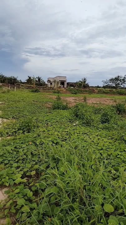 Đất nền Mỹ Xuyên Sóc Trăng 3002m² giá 814 triệu - View sông cực mát!