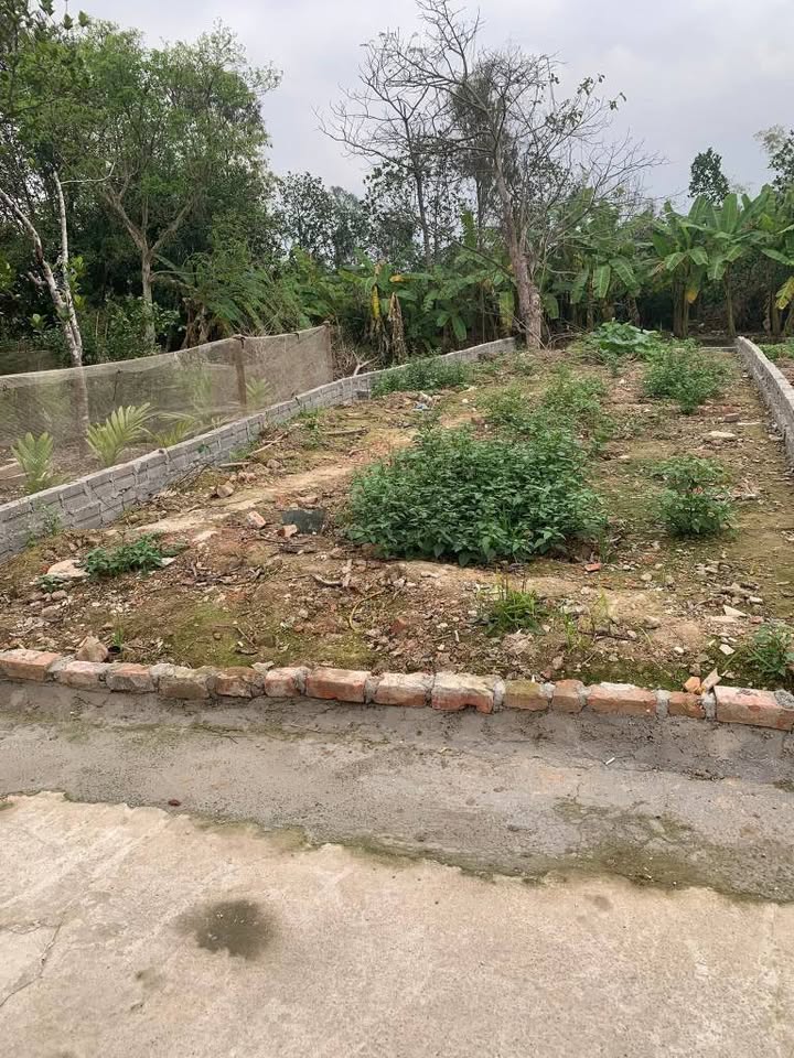 Đất nền Vũ Bản, Bình Lục 65m² - Hơn 300 triệu, ô tô vào tận nơi