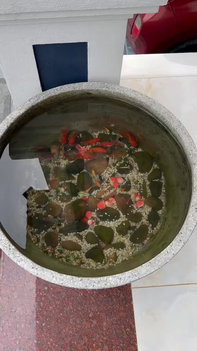 Đất nền Nghi Sơn 141m² giá 1.6 tỷ - Sổ đỏ chính chủ