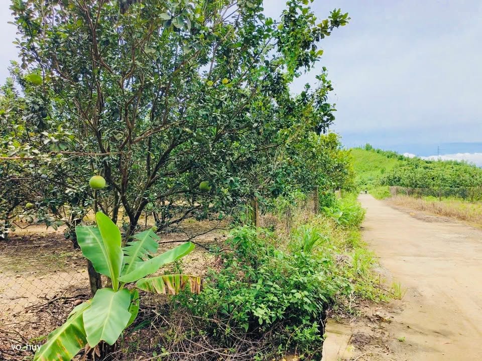 Đất Vườn Khánh Vĩnh 500m² giá 150 triệu - Nghỉ dưỡng lý tưởng!