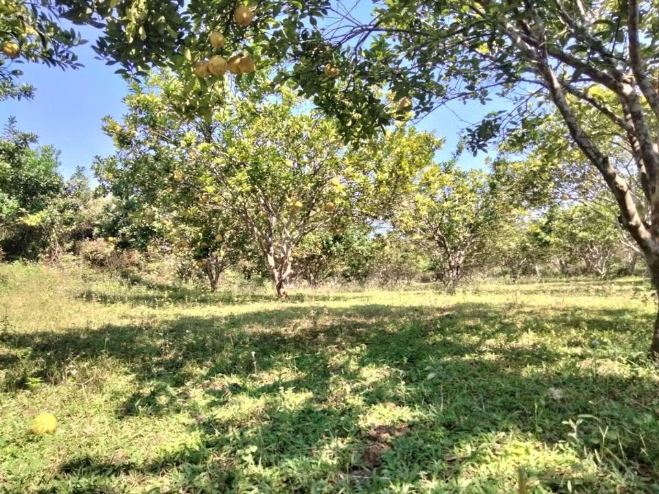 Đất vườn Phú Vinh Tân Lạc 2200m² giá 700 triệu - Nghỉ dưỡng lý tưởng