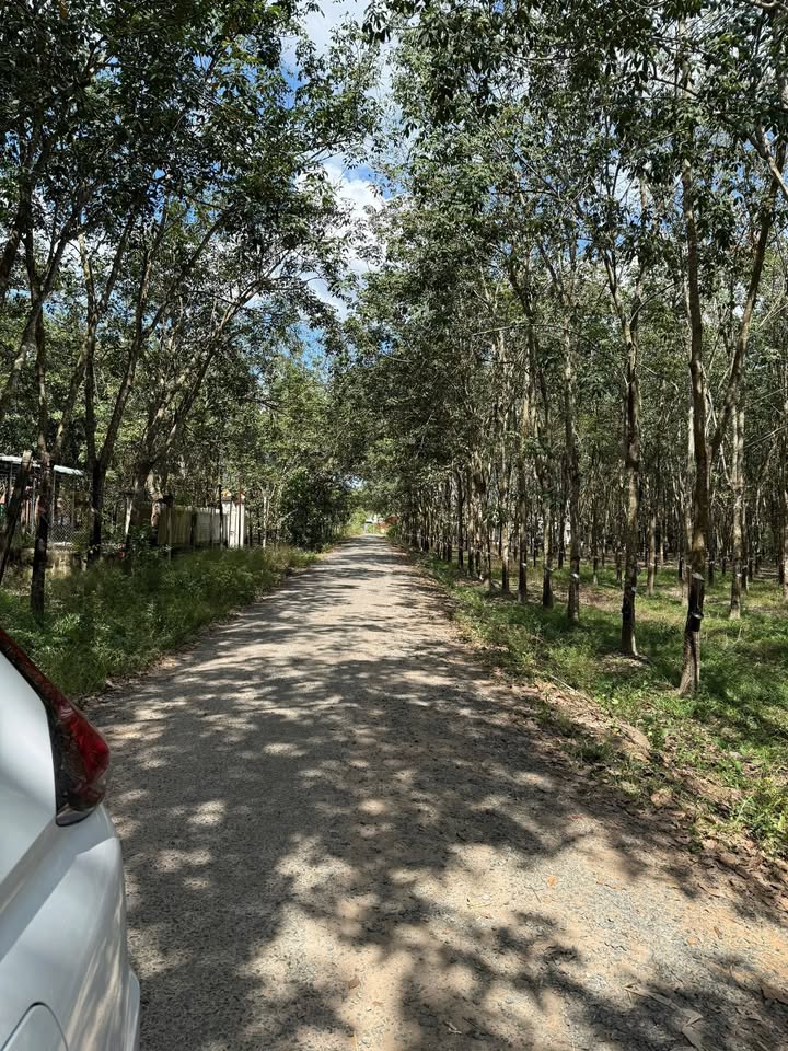 Đất Tân Biên Tây Ninh 500m² 600 triệu - Sổ đỏ chính chủ