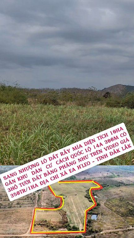 Bán 10ha đất rẫy Ea H'leo Đắk Lắk giá 350 triệu/ha - Vị trí đắc địa
