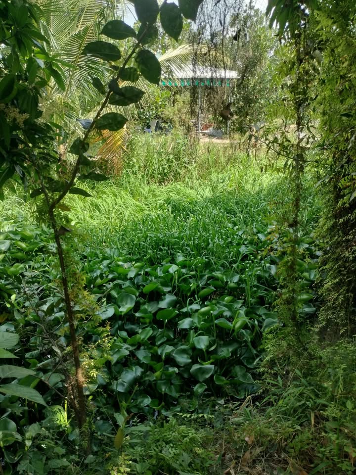 Đất vườn Tháp Mười 1000m² giá 620 triệu - Nghỉ dưỡng lý tưởng!