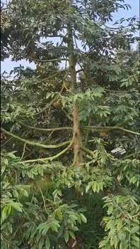 Bán Đất Vườn 2000m² Đồng Tháp - Sẵn Sẵn Trái Ngọt, View Sông