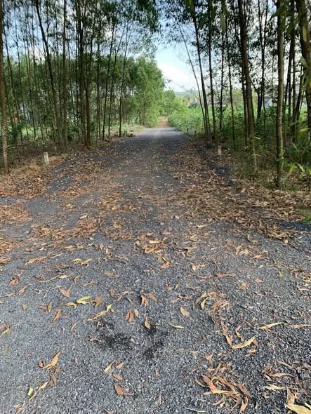 Đất Phong Mỹ Phong Điền 800m² giá 9xx triệu - Tiềm năng tăng giá!