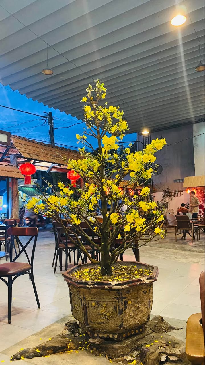 Bán Gấp Đất Vườn 134m² Xã Nhơn Thạnh, Bến Tre - Giá Tốt 850 Triệu