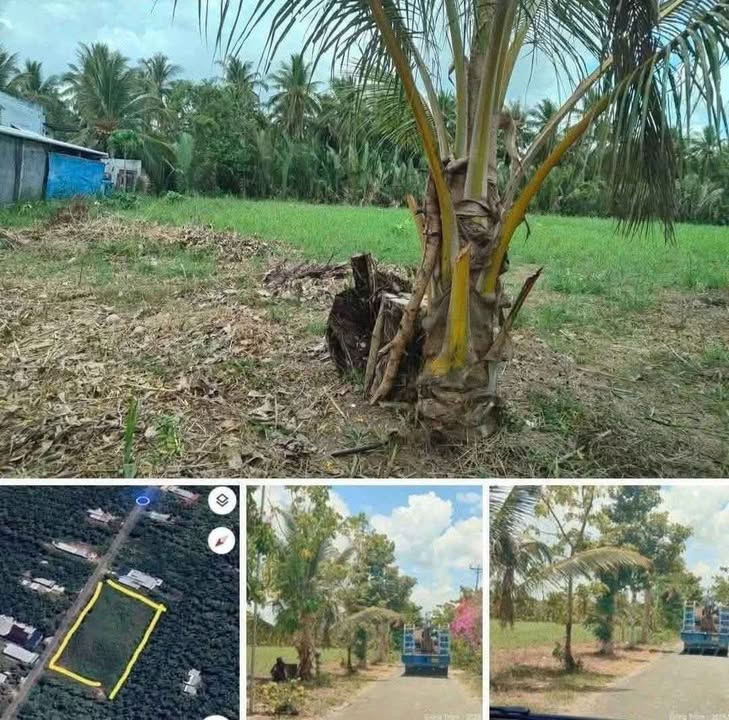 Bán đất nền Giồng Trôm Bến Tre 4569m² giá 6.5 tỷ - Sổ đỏ chính chủ!