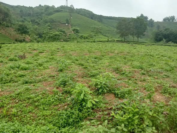 Đất vườn Tân Sơn Phú Thọ 2000m² giá 910 triệu - Giá đầu tư tốt!