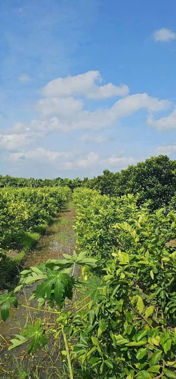 Đất nền Long Hòa A1, Hậu Giang 4492m² - Sổ đỏ chính chủ!