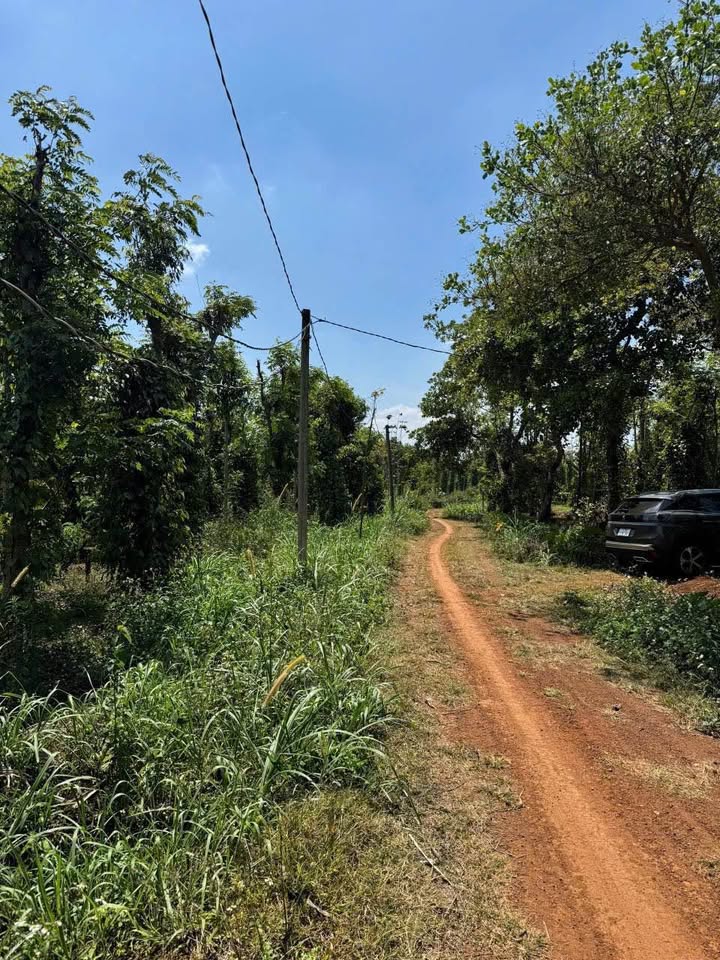 Đất vườn Cư Kuin Đắk Lắk 525m² giá 550 triệu - Sổ hồng chính chủ