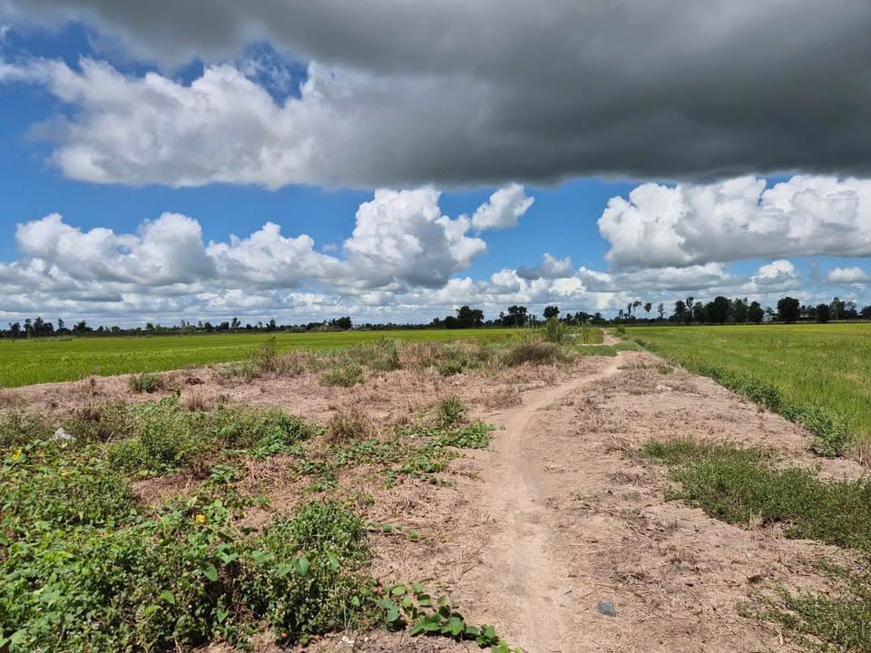 Bán đất mặt tiền Tỉnh Lộ 919 Thới Lai 5008m² - Hạ tầng hoàn thiện