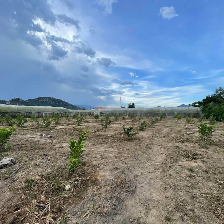 Bán Đất Nông Nghiệp 1000m² Phường Văn Hải, Phan Rang - Sổ Đỏ Chính Chủ