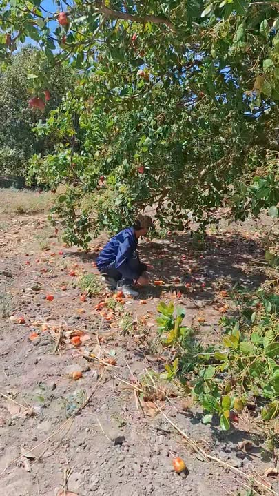 Bán gấp 70.000m² đất farm đẹp, đường lớn, Bắc Kạn - 595 triệu