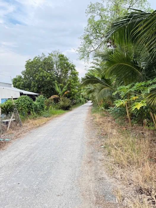 Bán Đất Vườn Châu Thành An Giang 1350m² - Nghỉ dưỡng lý tưởng!