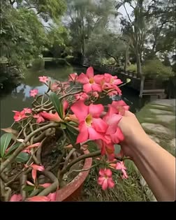 Biệt thự Sóc Sơn 900m² bên suối - Nghỉ dưỡng 16.8 tỷ, tài sản truyền đời