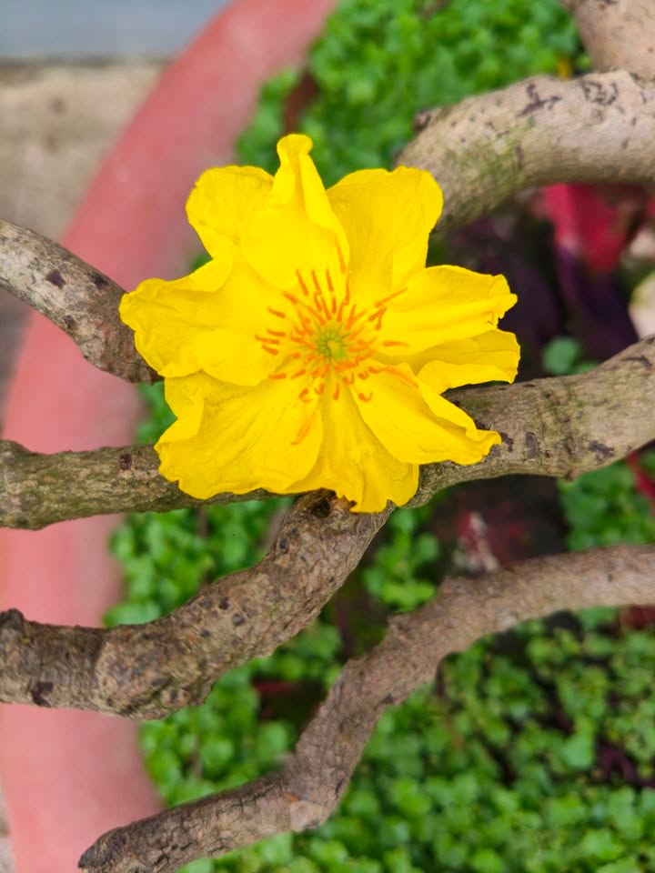 Đất nền Tây Xuân Tây Sơn 120m² giá 2xx triệu - Sổ đỏ chính chủ