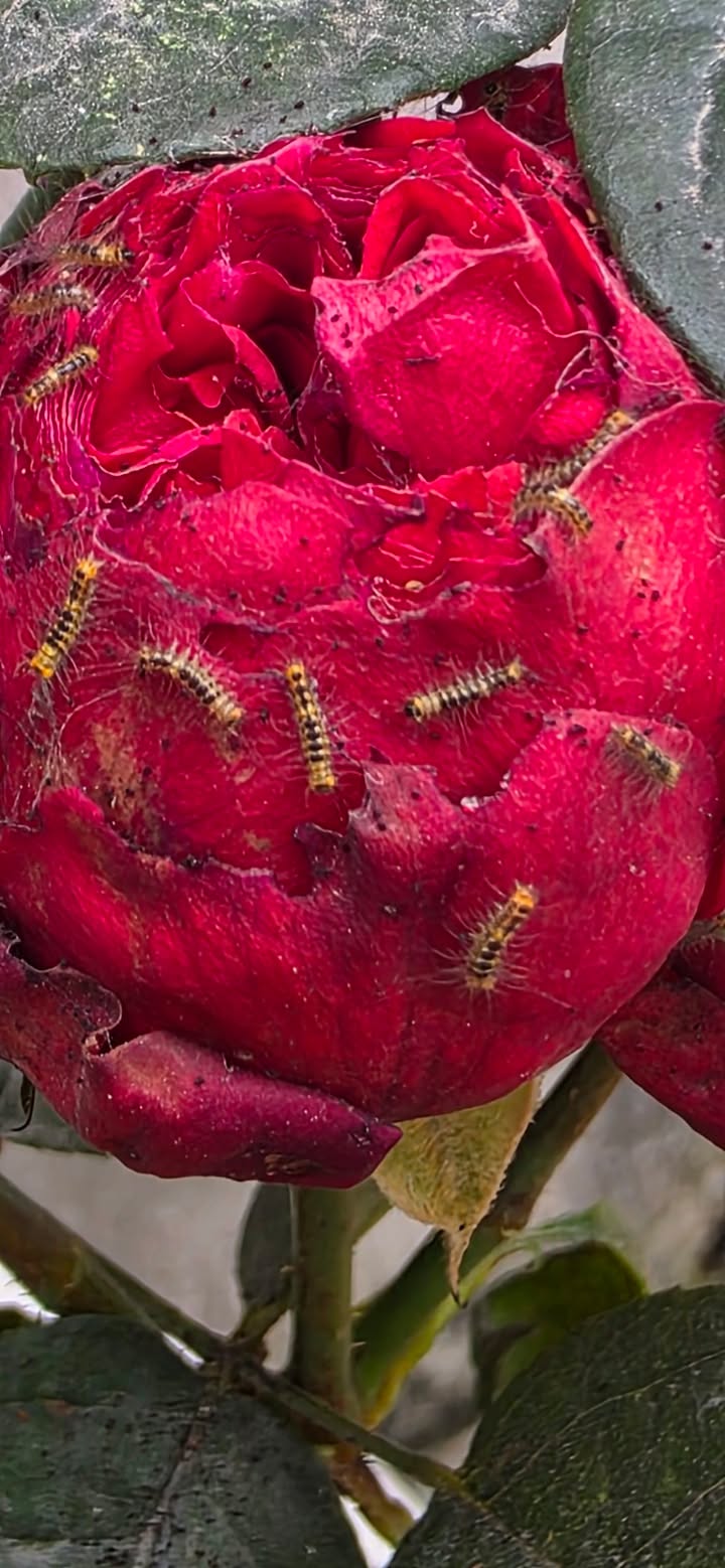 Đất nền Cao Xanh A Hạ Long 375m² hơn 6 tỷ - Vị trí đắc địa!