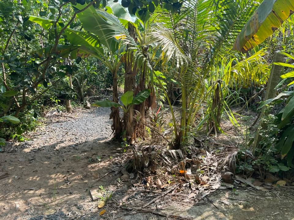 Bán 3 Lô Đất Nền Sổ Hồng Riêng Tx Cai Lậy - Đầu Tư Sinh Lời