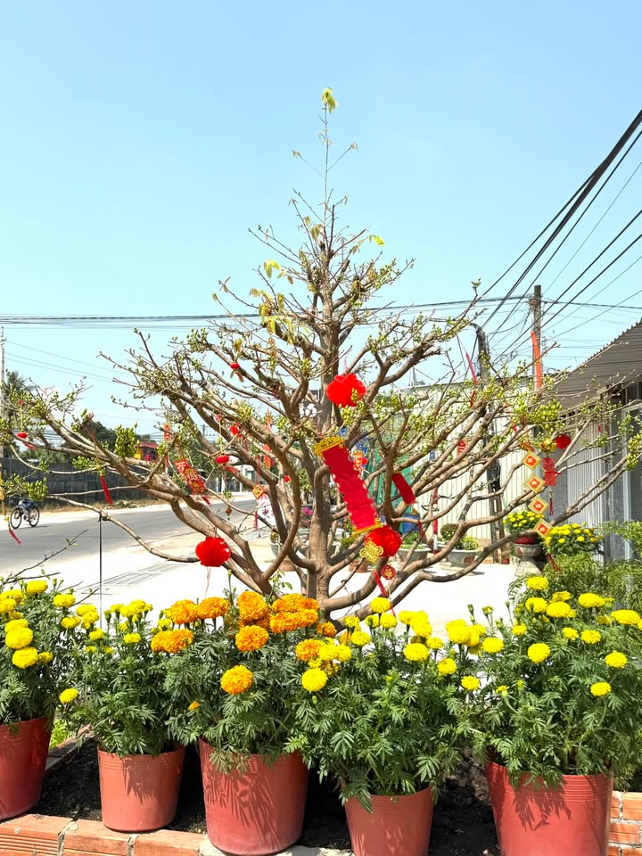 Bán Đất Full Thổ 75m² Dương Minh Châu, Tây Ninh - Giá Chỉ 2xx Triệu