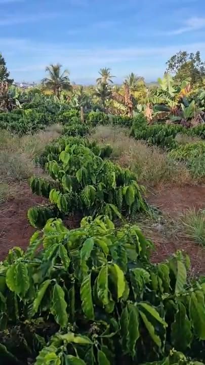 Đất nền Tân Hà Lâm Hà 720m² giá 1.49 tỷ - Sổ đỏ chính chủ