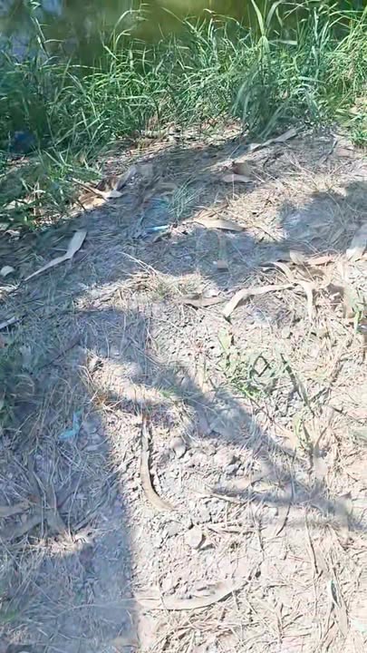 Đất Vườn 6000m² Xã Đốc Binh Kiều, Đồng Tháp - Đầu Tư Sinh Lời Hấp Dẫn