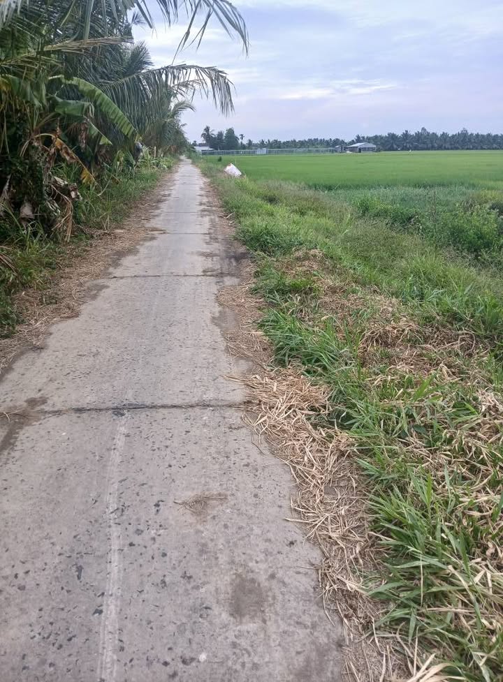 Bán Đất Mặt Tiền Đường Ô Tô 534.8m² Gần Chợ Châu Thành, Trà Vinh - Giá 285 Triệu