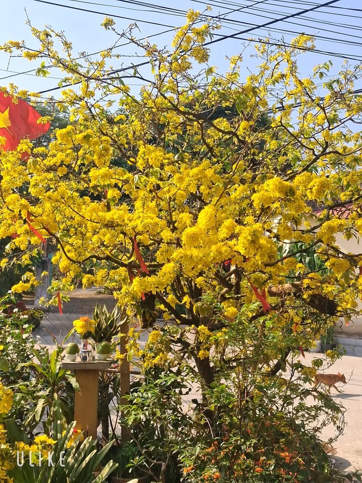 Đất nền Củ Chi 1171m² - Sổ đỏ chính chủ, tiềm năng sinh lời!