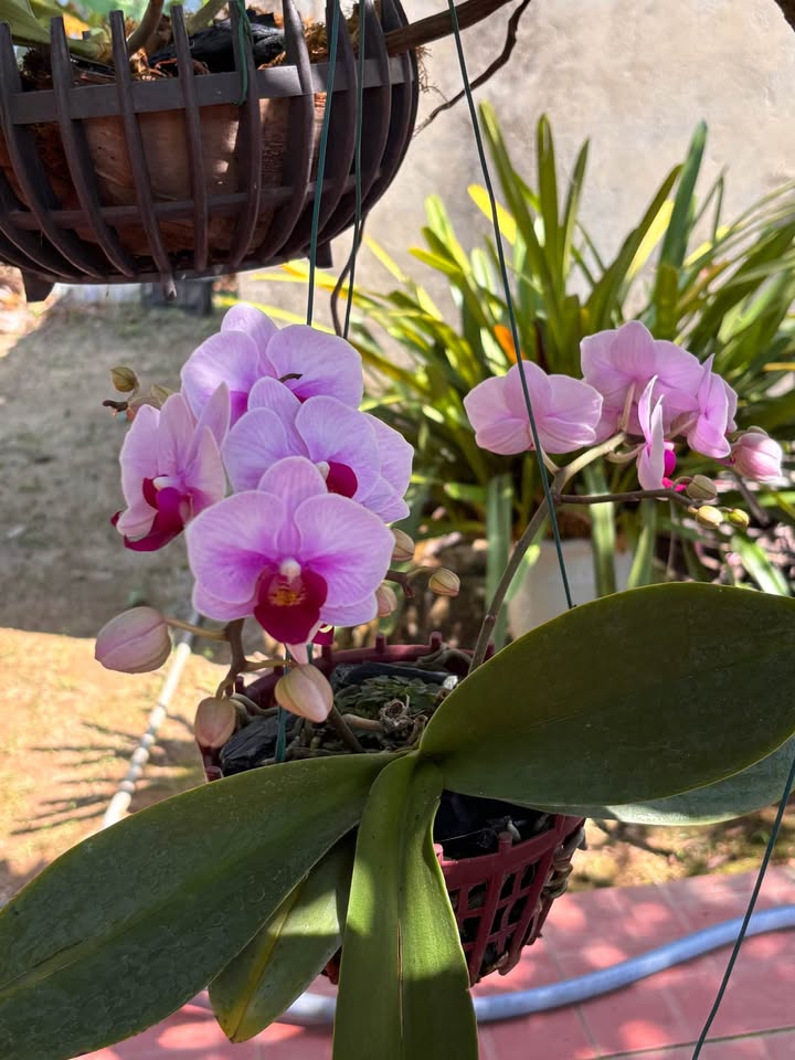 Nhà Hẻm Nguyễn Thái Học Quy Nhơn 58.6m² Sổ Đỏ Chính Chủ - 2.55 Tỷ