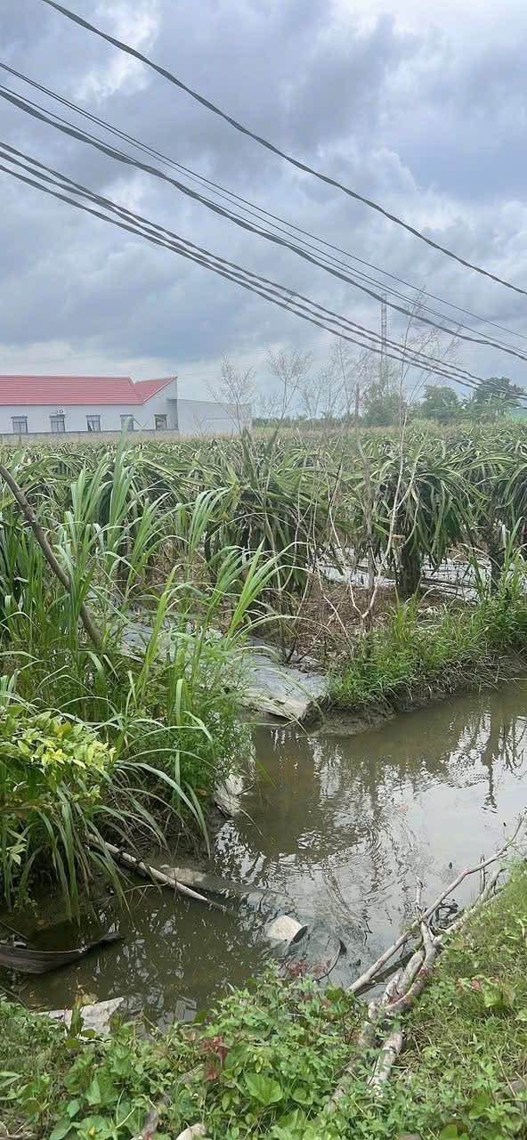 Đất lúa Hòa Phú Châu Thành 1000m² giá 1.1 tỷ - Sổ hồng sẵn