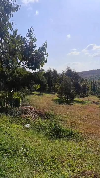 Bán Đất Vườn Sầu Riêng Đắk Ru 1.1ha - Nghỉ dưỡng lý tưởng!