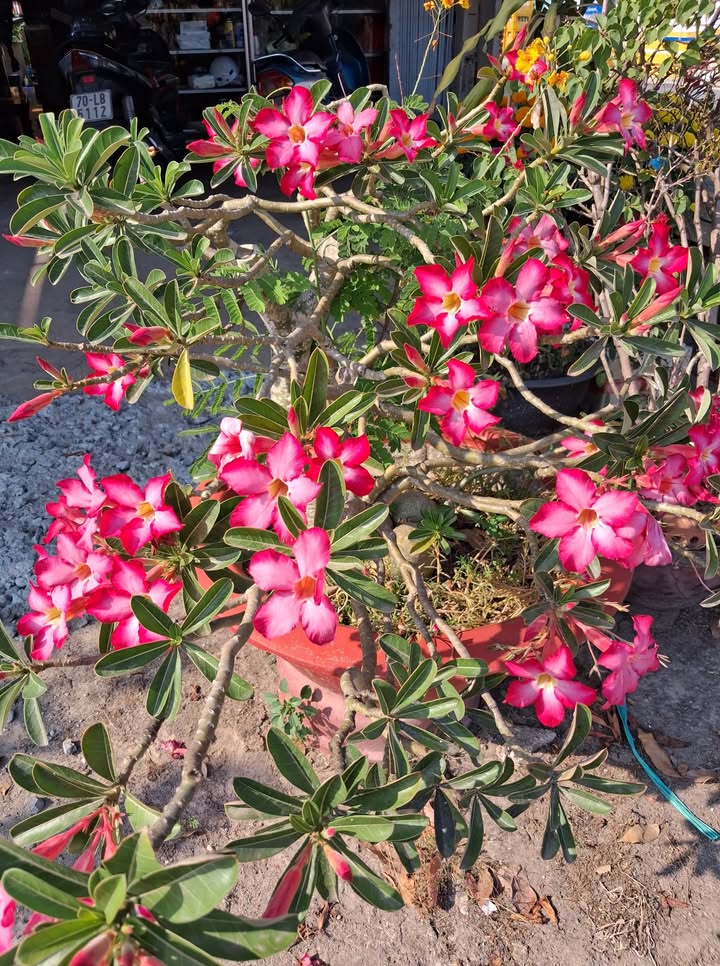 Đất Nền Hiệp Ninh - 155m² Sổ Đỏ, Sẵn Sàng Xây Dựng, Giá Đầu Tư