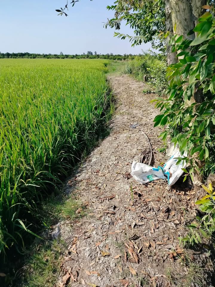 Cho thuê 6000m² đất ruộng Hậu Mỹ Trinh, Cái Bè - Giá 33 Triệu/Năm