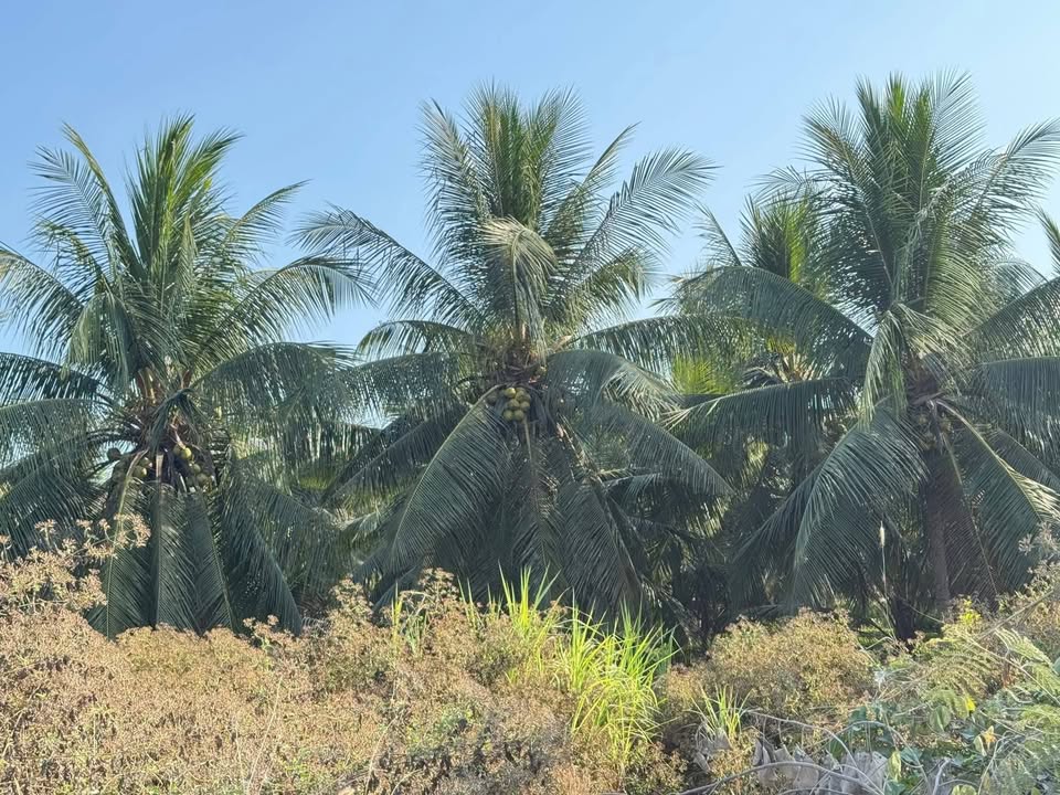 Bán Đất Vườn Dừa 3000m² Mặt Tiền Đường Đê Lộc Thuận, Vĩnh Long