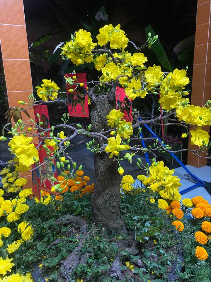 Đất nền Chợ Gạo, Tiền Giang 138m² - Sổ đỏ chính chủ, giá chỉ 699 triệu