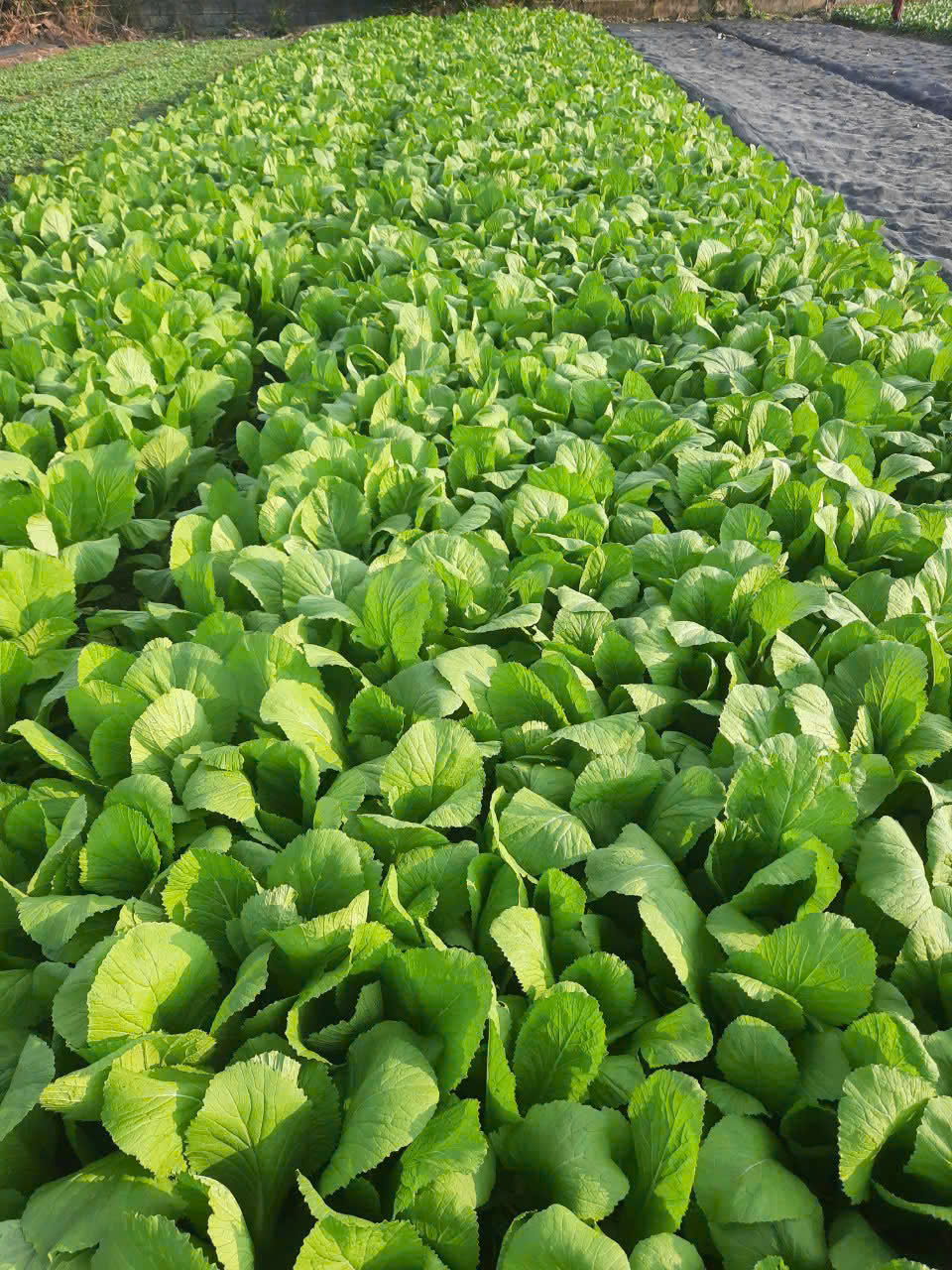 BÁN LÔ ĐẤT VƯỜN HIẾM GIÁ TRỊ KHAI THÁC CAO – SINH LỜI BỀN VỮNG đường An Nhơn Tây 